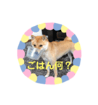 豆柴日記（個別スタンプ：15）