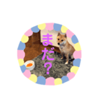 豆柴日記2（個別スタンプ：4）
