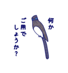 Japanese Blue Bird（個別スタンプ：27）