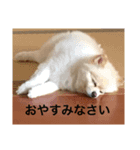 勘助（個別スタンプ：6）
