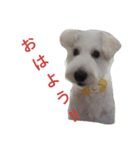 レオン＆トト（個別スタンプ：1）