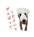 レオン＆トト（個別スタンプ：7）