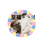 みけマンチカン ルルのほのぼのライフ（個別スタンプ：2）