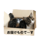 みけマンチカン ルルのほのぼのライフ（個別スタンプ：4）