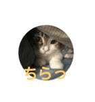 みけマンチカン ルルのほのぼのライフ（個別スタンプ：6）