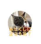 みけマンチカン ルルのほのぼのライフ（個別スタンプ：7）