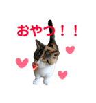 みけマンチカン ルルのほのぼのライフ（個別スタンプ：11）