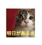 みけマンチカン ルルのほのぼのライフ（個別スタンプ：13）