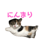 みけマンチカン ルルのほのぼのライフ（個別スタンプ：16）