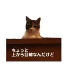 みけマンチカン ルルのほのぼのライフ（個別スタンプ：26）