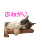 みけマンチカン ルルのほのぼのライフ（個別スタンプ：37）
