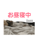 みけマンチカン ルルのほのぼのライフ（個別スタンプ：39）