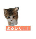 さしみ日常会話スタンプ（個別スタンプ：4）