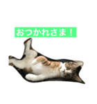 さしみ日常会話スタンプ（個別スタンプ：6）