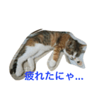さしみ日常会話スタンプ（個別スタンプ：11）