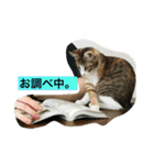 さしみ日常会話スタンプ（個別スタンプ：12）