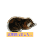 さしみ日常会話スタンプ（個別スタンプ：13）