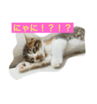 さしみ日常会話スタンプ（個別スタンプ：20）