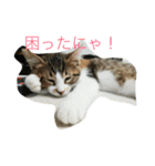 さしみ日常会話スタンプ（個別スタンプ：23）