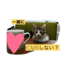 さしみ日常会話スタンプ（個別スタンプ：24）