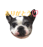 フレンチブルドッグのPENNYちゃん（個別スタンプ：3）