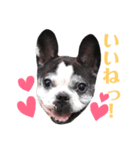 フレンチブルドッグのPENNYちゃん（個別スタンプ：7）