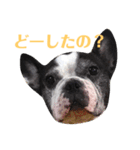フレンチブルドッグのPENNYちゃん（個別スタンプ：12）