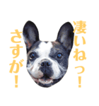 フレンチブルドッグのPENNYちゃん（個別スタンプ：15）