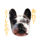 フレンチブルドッグのPENNYちゃん（個別スタンプ：16）