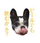 フレンチブルドッグのPENNYちゃん（個別スタンプ：20）
