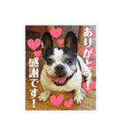 フレンチブルドッグのPENNYちゃん（個別スタンプ：23）