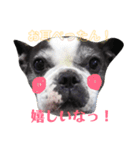 フレンチブルドッグのPENNYちゃん（個別スタンプ：30）