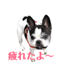 フレンチブルドッグのPENNYちゃん（個別スタンプ：33）
