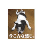 フレンチブルドッグのPENNYちゃん（個別スタンプ：36）