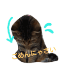 人間みたいなスコティッシュのメルニャン（個別スタンプ：2）