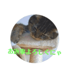 人間みたいなスコティッシュのメルニャン（個別スタンプ：13）