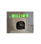 人間みたいなスコティッシュのメルニャン（個別スタンプ：16）