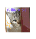 人間みたいなスコティッシュのメルニャン（個別スタンプ：19）