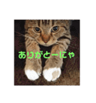 人間みたいなスコティッシュのメルニャン（個別スタンプ：20）