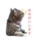 人間みたいなスコティッシュのメルニャン（個別スタンプ：28）