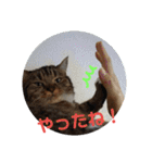人間みたいなスコティッシュのメルニャン（個別スタンプ：31）