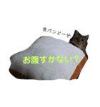 人間みたいなスコティッシュのメルニャン（個別スタンプ：36）
