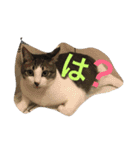 がんも。（個別スタンプ：1）