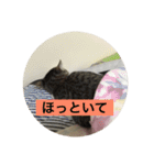がんも。（個別スタンプ：3）