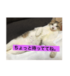 がんも。（個別スタンプ：5）