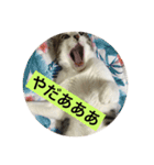 がんも。（個別スタンプ：7）