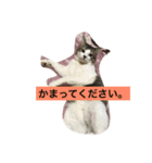 がんも。（個別スタンプ：9）