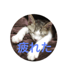 がんも。（個別スタンプ：11）