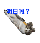 がんも。（個別スタンプ：12）