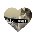 がんも。（個別スタンプ：14）
